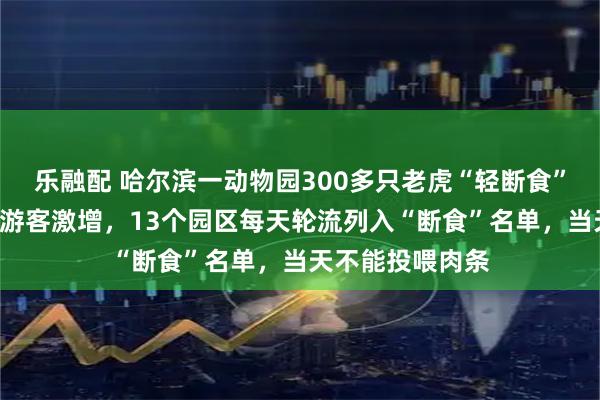 乐融配 哈尔滨一动物园300多只老虎“轻断食”，“对冲”春节游客激增，13个园区每天轮流列入“断食”名单，当天不能投喂肉条